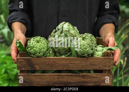 Bio-Gemüse. Gesunde vegane Delikatessen. Frische Bio Artischocke in Holzkiste in den Händen der Bauern. Landwirtschaft oder Erntekonzept. Nahaufnahme Stockfoto