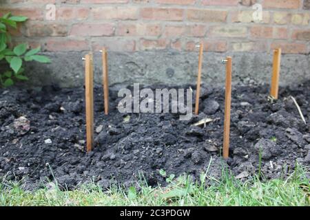 Hinterhof Bio-Garten begann zu Beginn des Sommers. Stockfoto