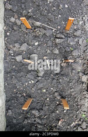 Hinterhof Bio-Garten begann zu Beginn des Sommers. Stockfoto