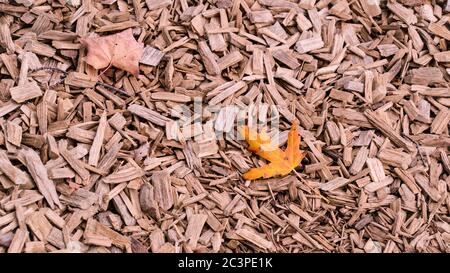 Orange Herbst Ahornblatt auf zerkleinerten Zedernbaum Rinde Textur Hintergrund Nahaufnahme. Kofferraum. Alte Baumrinde Hintergrund oder Textur. Braun geschreddert Stockfoto