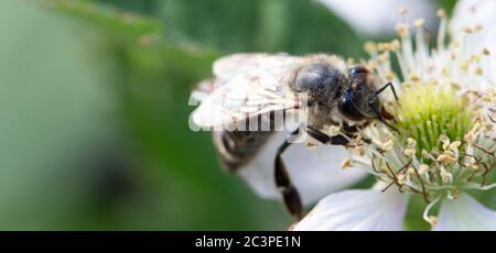 Die Biene sammelt Honig auf einer Brombeerblüte. Stockfoto