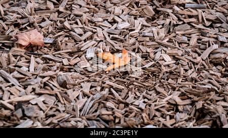Orange Herbst Ahornblatt auf zerkleinerten Zedernbaum Rinde Textur Hintergrund Nahaufnahme. Kofferraum. Alte Baumrinde Hintergrund oder Textur. Braun geschreddert Stockfoto