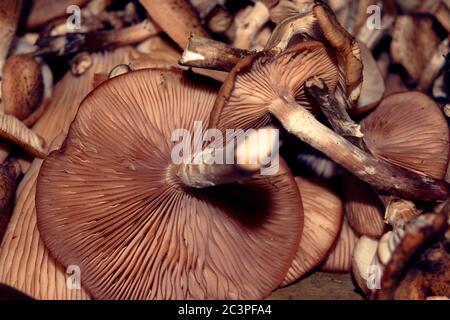 Nahaufnahme eines Stapels exotisch-braun Bergpilze Stockfoto