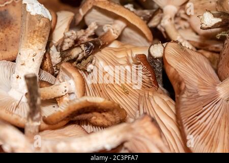 Nahaufnahme eines Stapels exotisch-braun Bergpilze Stockfoto