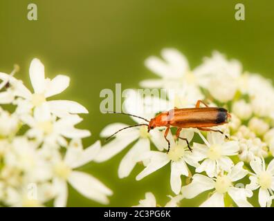 Roter Soldatenkäfer, Rhagonycha fula, Rhagonycha, auf einer Blume auf dem britischen Land sitzend, Juli 2020 Stockfoto