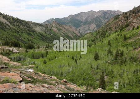 Frisches Laub in Espen, Big Cottonwood Canyon, Utah Stockfoto