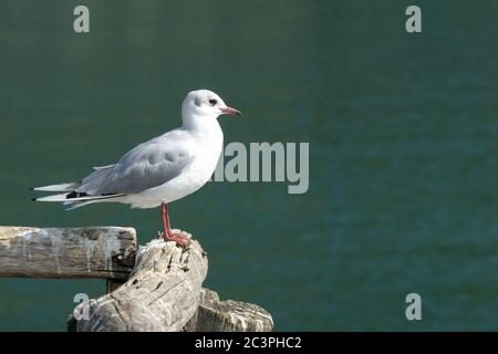 Die weißgraue Möwe steht auf dem Pier gegen türkisblaues, grünes Wasser. Ohrid-See, Nord-Mazedonien. Stockfoto