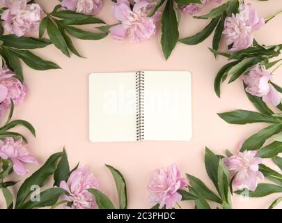 Offene Spirale Notebook mit leere weiße Seiten auf einem beigen Hintergrund, blühende rosa Pfingstrosen rund um den Perimeter, Ansicht von oben Stockfoto