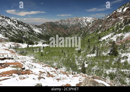 Spätschnee im Juni im Big Cottonwood Canyon, Utah Stockfoto