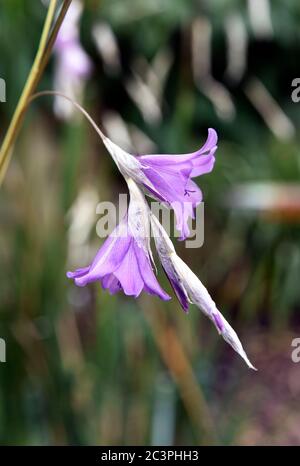 Dierama pulcherrimum (Angelrute des Engels) Stockfoto