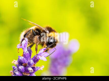 White tailed Bumblebee, Bombus lucorum, auf einer Blume in der Bedfordshire Landschaft Großbritannien , Sommer 2020 Stockfoto