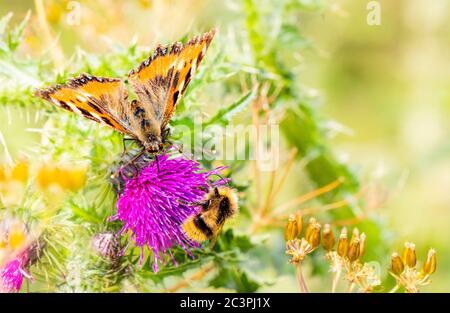 Gemalte Dame Schmetterling, vanessa cardui, thront auf Blumen in der britischen Landschaft Stockfoto