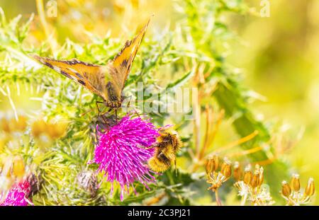 Gemalte Dame Schmetterling, vanessa cardui, thront auf Blumen in der britischen Landschaft Stockfoto