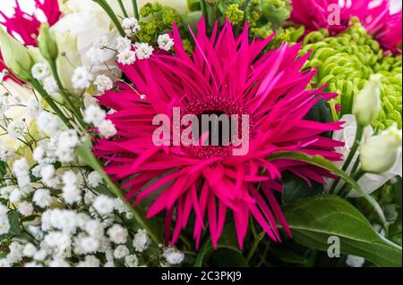 Nahaufnahme eines Bouquets mit weißen Rosen, rosa Alpenstern und grünen Spinnenmom-Blumen Stockfoto