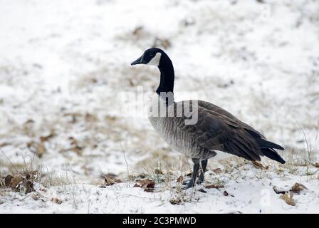 Nahaufnahme einer Kanadischen Gans, die auf einem schneebedeckten Platz steht Ein Stockfoto