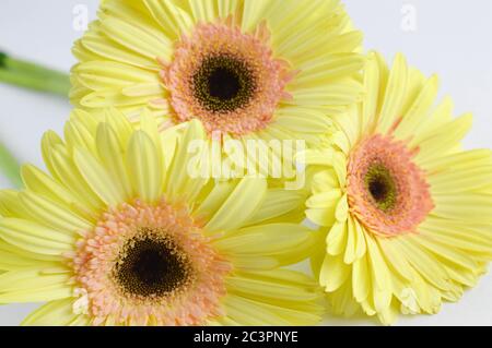 Gelbe gerber-Gänseblümchen auf weißem Hintergrund Stockfoto