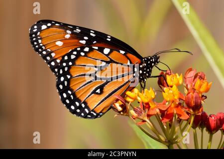 Königin Schmetterling auf tropischen Milchkrautkraut Stockfoto