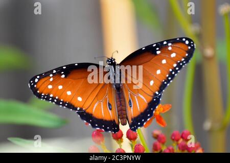 Königin Schmetterling auf tropischen Milchkrautkraut Stockfoto