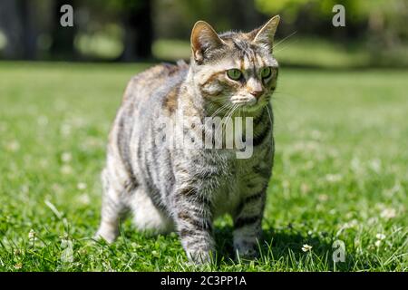 American Bobtail Katze auf Gras Stockfoto
