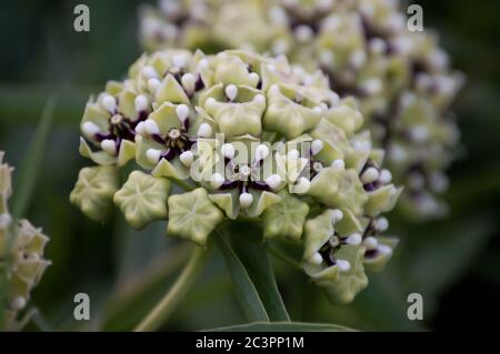 Antilopenhorn-Milchpflanze Stockfoto