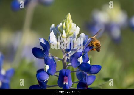 Biene auf einer bluebonnet Stockfoto