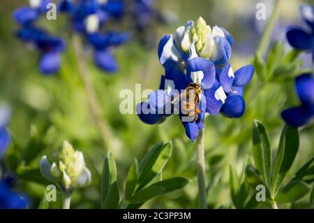 Biene auf einer bluebonnet Stockfoto