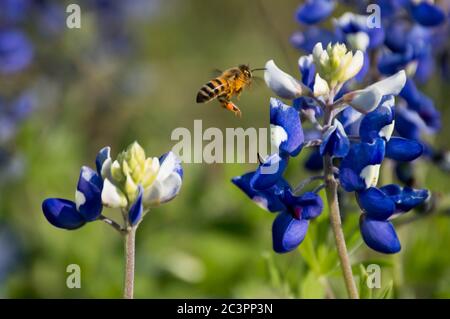 Biene auf einer bluebonnet Stockfoto