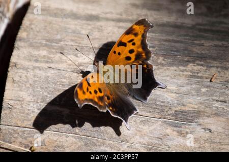 Fragezeichen Schmetterling Stockfoto