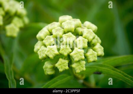 Antilopenhorn-Milchpflanze Stockfoto