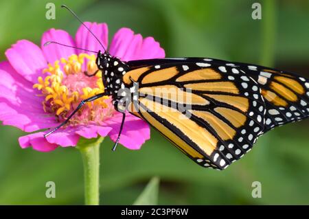 Monarch Schmetterling auf einem rosa Zinnien Stockfoto