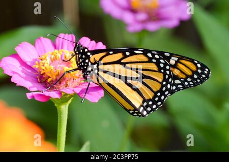 Monarch Schmetterling auf einem rosa Zinnien Stockfoto