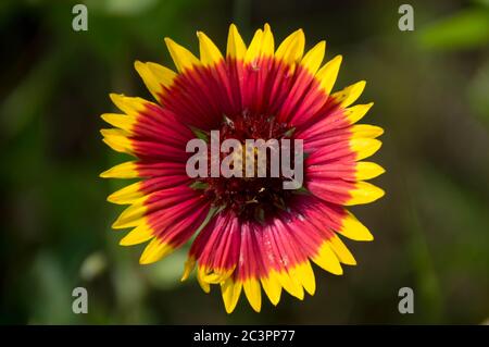 Nahaufnahme einer Feuerradblume, auch bekannt als indische Bettblume (gaillardia pulchella) Stockfoto
