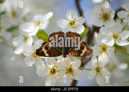 Gewöhnlicher buckeye-Schmetterling (Junonia coenia) auf weißen bradford-Birnenblüten Stockfoto
