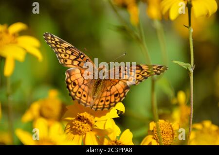 Bunte Fritillarschmetterling (euptoieta claudia) auf gelben Blüten Stockfoto