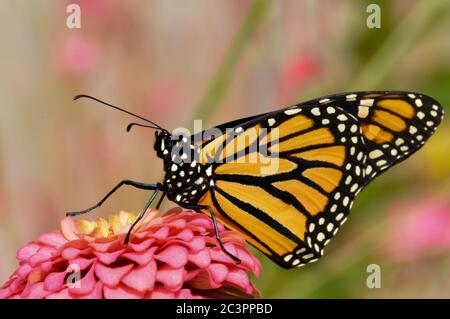 Monarch Schmetterling auf einem rosa Zinnia thront Stockfoto