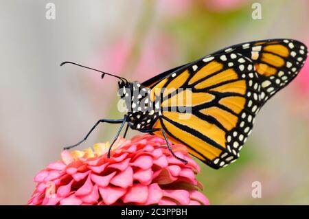 Monarch Schmetterling auf einem rosa Zinnia thront Stockfoto