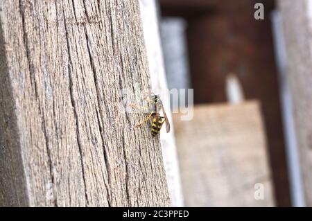 Bild von einer Pappe oder Papierwespe ist auf einigen Hölzern sammeln Zellulose, um die Wabe zu bauen. Sein Körper ist schwarz mit gelben Flecken. Stockfoto