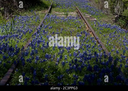 bluebonnets zwischen verlassenen Eisenbahnschienen in Kingsland, Texas Stockfoto