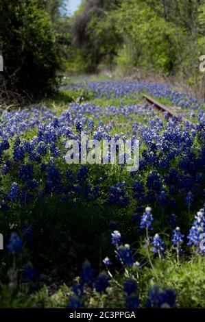 bluebonnets zwischen verlassenen Eisenbahnschienen in Kingsland, Texas Stockfoto
