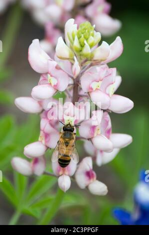 Biene auf einer rosa Lupine Stockfoto