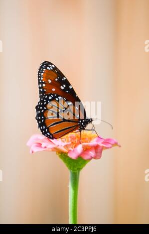 Königin Schmetterling auf einem rosa Zinnien Stockfoto