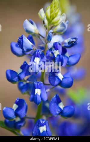 Nahaufnahme von texas bluebonnets Stockfoto