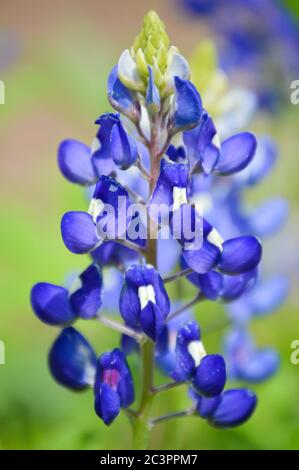 Nahaufnahme von texas bluebonnets Stockfoto