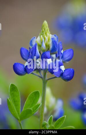 Nahaufnahme von texas bluebonnets Stockfoto