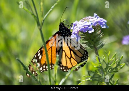 Monarch Schmetterling auf Prärie Verbena Stockfoto