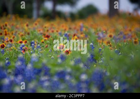 Verträumtes Wildblumenfeld im Zentrum von texas Stockfoto