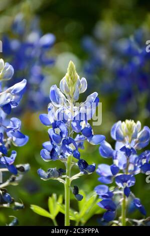 Nahaufnahme von texas bluebonnets Stockfoto