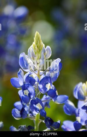 Nahaufnahme von texas bluebonnets Stockfoto