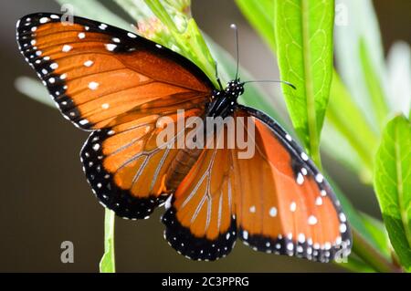 Königin Schmetterling auf tropischen Milchkrautkraut Stockfoto