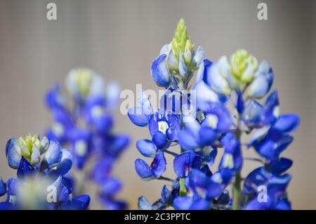 Nahaufnahme von texas bluebonnets Stockfoto